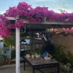 A patio area with a table under a pergola covered in bright pink bougainvillea flowers.