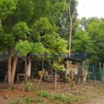 A view of rural structures and lush greenery.