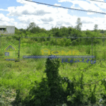 An overgrown lot with a chain-link fence on a sunny day.