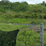 Overgrown field with a barbed wire fence and trees in the background.