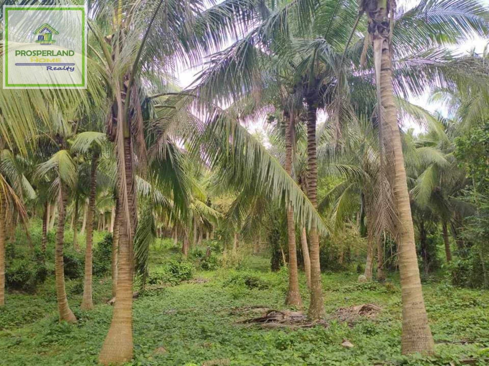 Copy of 444781288_828000119210255_5784573841693692822_n