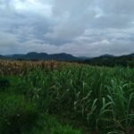 Copy of received_816090017010946